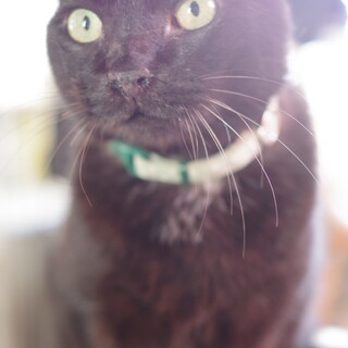 みーこさん／メス／老猫