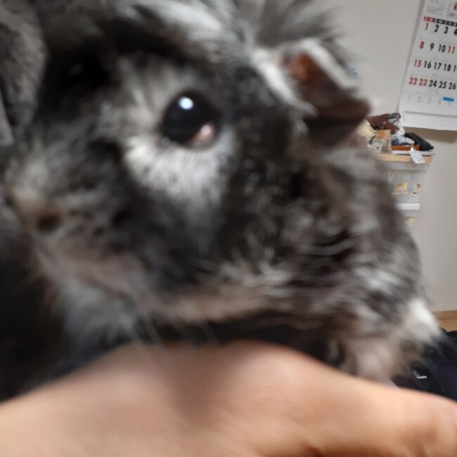 マツ1のカバー写真