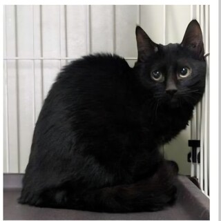 処分対処 飼い主持ち込み 黒猫 55