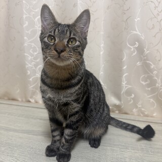 膝乗り、らびちゃん（キジトラ）