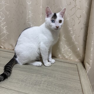 綺麗なオッドアイ、さく（キジ白）