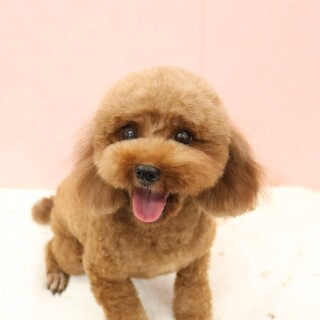 トイプードル(5歳)女の子トライアル中