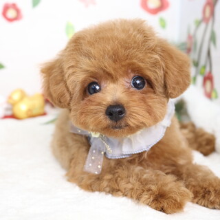 トイプードル(3.5か月」栃木県 - 犬の里親募集(536296) :: ペットの