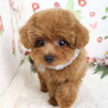 トイプードル(3.5か月)男の子 サムネイル3