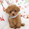 トイプードル(3.5か月)男の子 サムネイル4