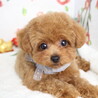 トイプードル(3.5か月)男の子 サムネイル5
