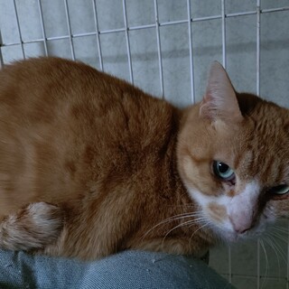 �����ڃn���T���H�� �g�V�I���h�N