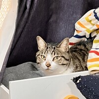 サリー