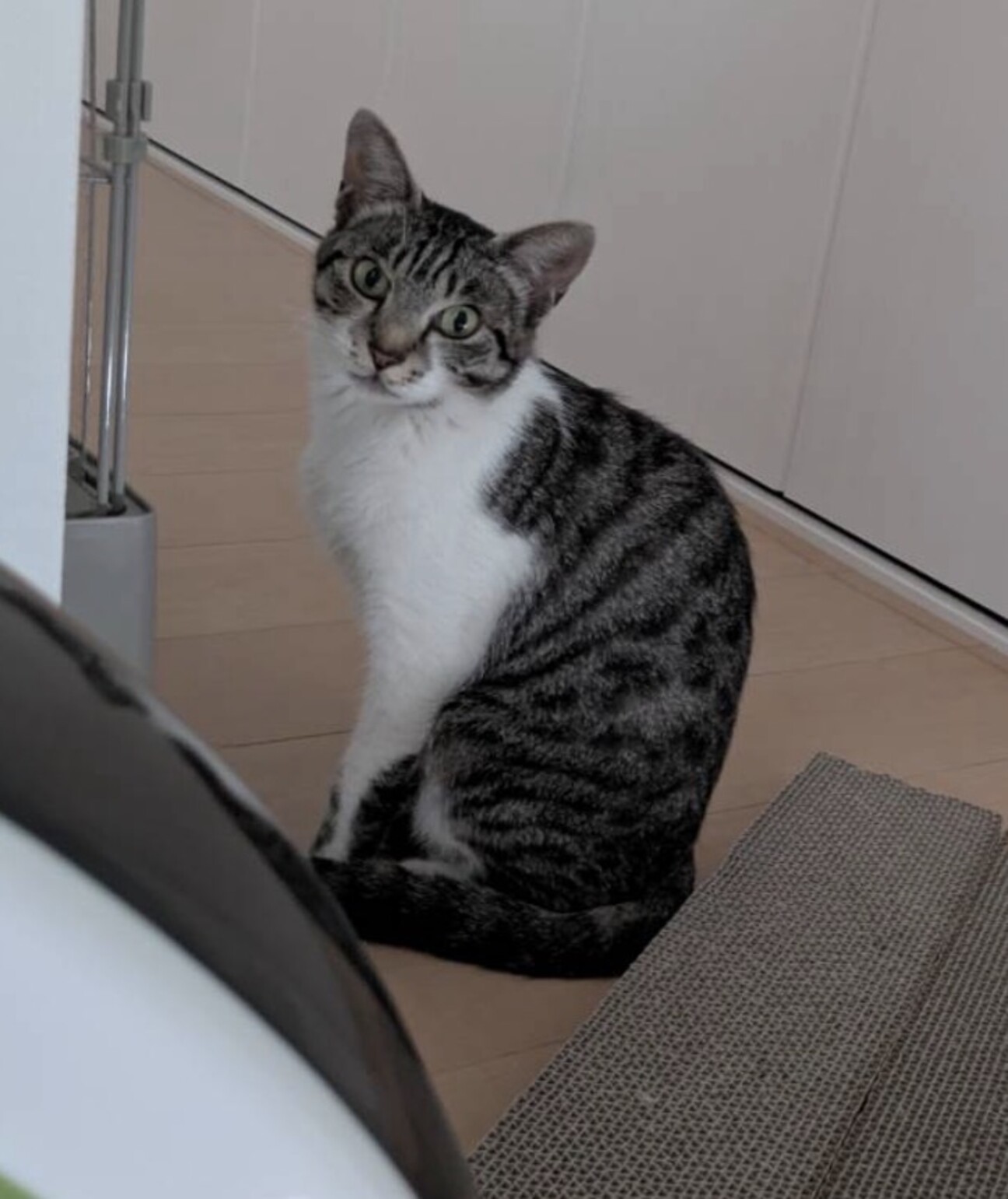 白血病の保護猫 サムネイル1