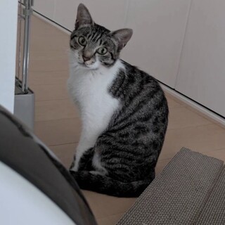 白血病の保護猫