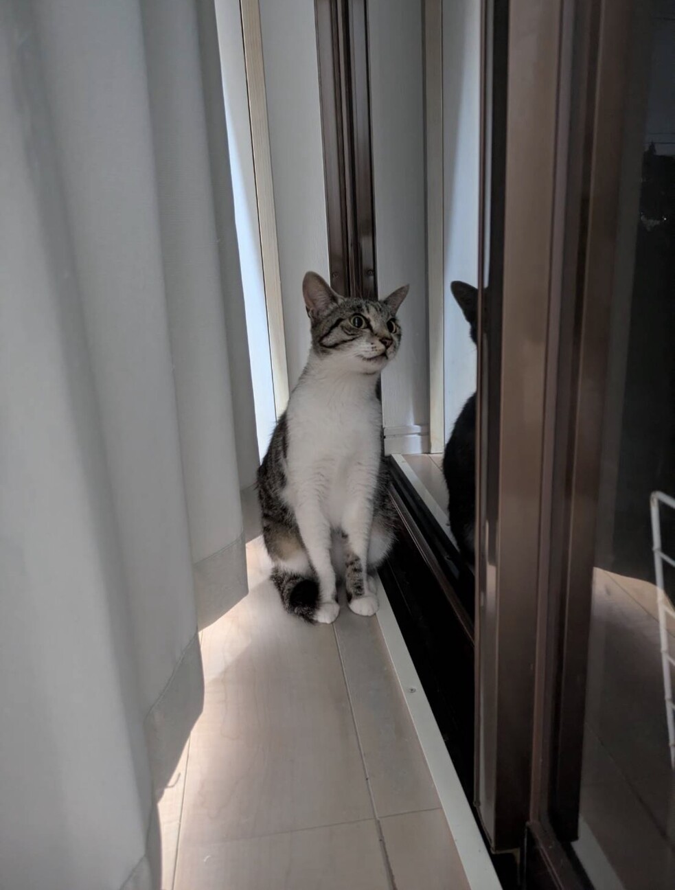 白血病の保護猫 サムネイル2