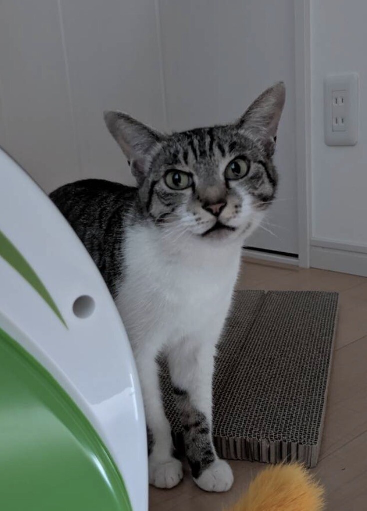 白血病の保護猫 サムネイル3