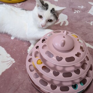 一匹飼いに。人が大好き甘えん坊白きじ君７カ月