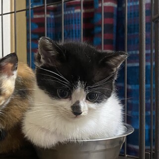 2か月のしっぽが短い白黒ハチワレ