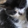 2か月のしっぽが短い白黒ハチワレ サムネイル2