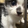 2か月のしっぽが短い白黒ハチワレ サムネイル5