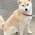 里親さんが決まりました・やさしい小柄な柴犬の女の子
