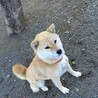 トライアル決まりました・やさしい小柄な柴犬の女の子 サムネイル2