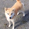 トライアル決まりました・やさしい小柄な柴犬の女の子 サムネイル3