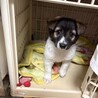※再募集！！ふわふわもこもこな野犬の仔犬 サムネイル4