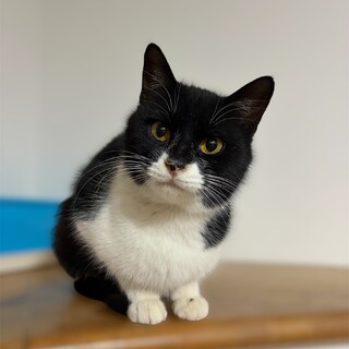 ベタベタ慣れ慣れの『ももちゃん』 １歳