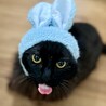 ふわふわ毛長のシリウス・ブラック サムネイル5