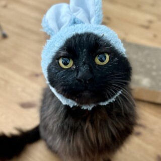 ふわふわ毛長のシリウス・ブラック