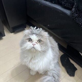 スコティッシュフォールド　1才　オス