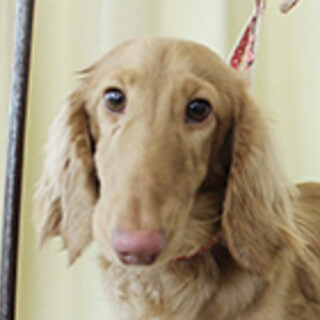 ミニチュアダックスフンドの男の子です。