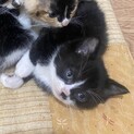 2か月かっこいい白黒子猫！