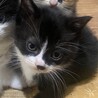 2か月かっこいい白黒子猫！ サムネイル2