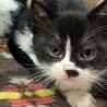 2か月かっこいい白黒子猫！ サムネイル3