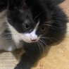 2か月かっこいい白黒子猫！ サムネイル4