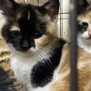 可愛い静かなミケちゃんです！2か月