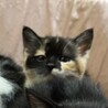 可愛い静かなミケちゃんです！2か月 サムネイル2