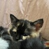 可愛い静かなミケちゃんです！2か月 サムネイル3