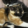 可愛い静かなミケちゃんです！2か月 サムネイル4