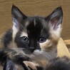 可愛い静かなミケちゃんです！2か月 サムネイル5
