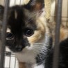 可愛い静かなミケちゃんです！2か月 サムネイル6