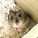 ジャンガリアンハムスター(アグーチ)♀ケージ付