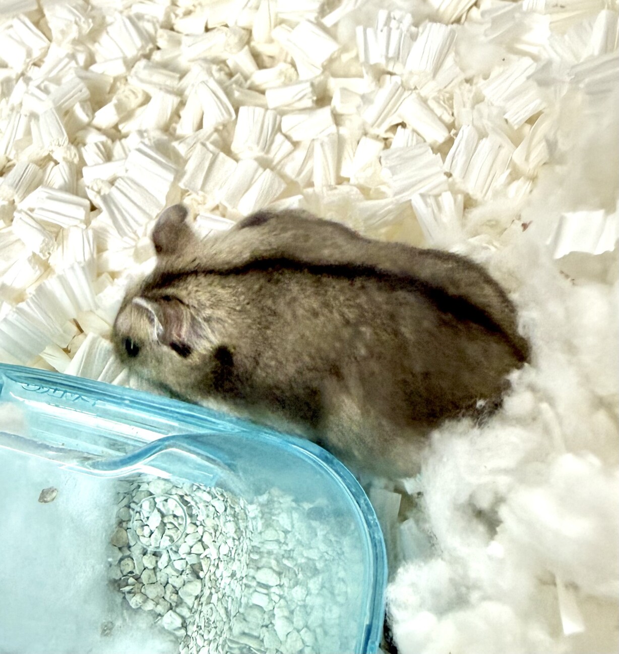 ジャンガリアンハムスター(アグーチ)♀ケージ付 サムネイル2