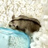 ジャンガリアンハムスター(アグーチ)♀ケージ付 サムネイル2