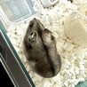 ジャンガリアンハムスター(アグーチ)♀ケージ付 サムネイル3