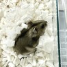 ジャンガリアンハムスター(アグーチ)♀ケージ付 サムネイル6