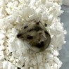 ジャンガリアンハムスター(アグーチ)♀ケージ付 サムネイル7