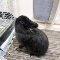うさぎ　メス　長毛種