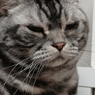 ぶーたれ顔の大関アメショー★俺様トランプ！