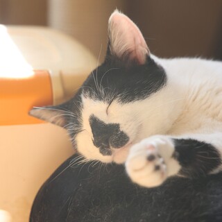 最強に甘ったれな子猫ブランです♪