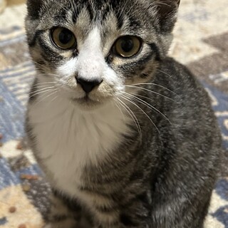 仔猫の里親募集