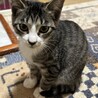 仔猫の里親募集 サムネイル2